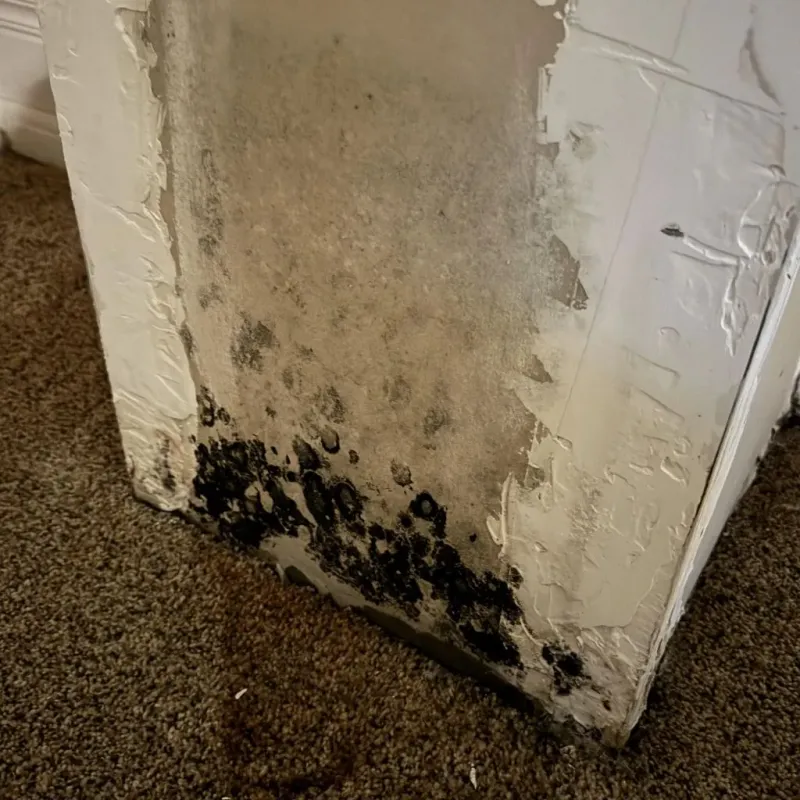 Professional Mold Removal in Merrimac, MA